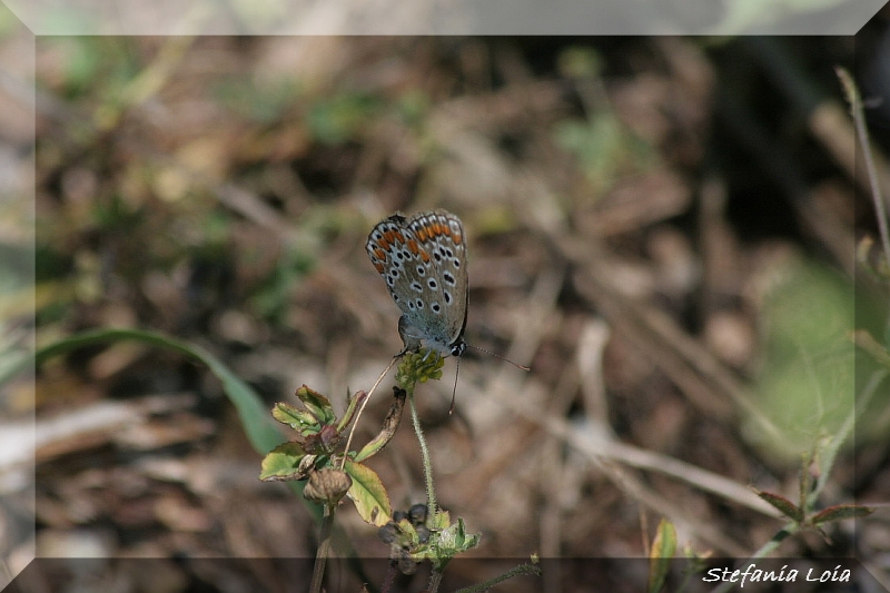 Polyommatus icarus? S